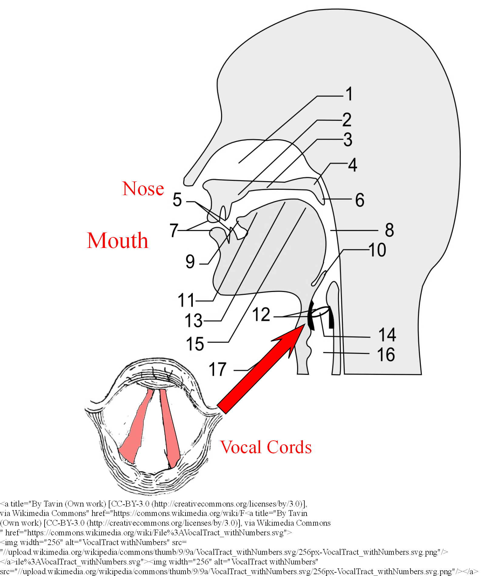 diagram of the airways to show position of the vocal cords in