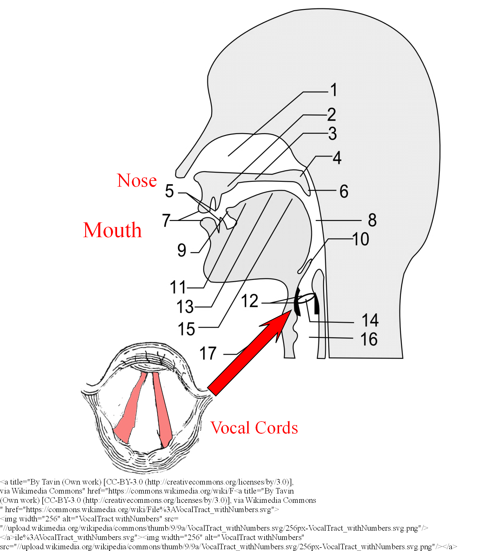 Diagram Of Vocal Cords